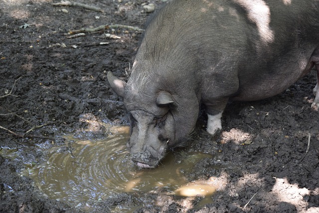 成长能为球 成长能为球